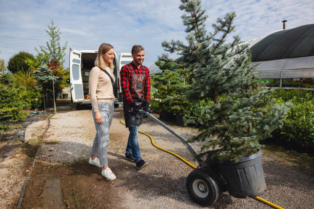 How Our Tree Care Process Works  in  Westville, OK